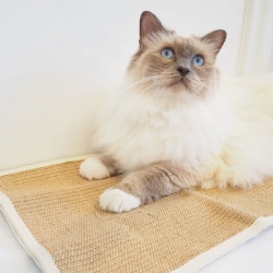 Eco-Friendly Jute Cat Scratching Mats: Durable, Natural Fiber Solutions
